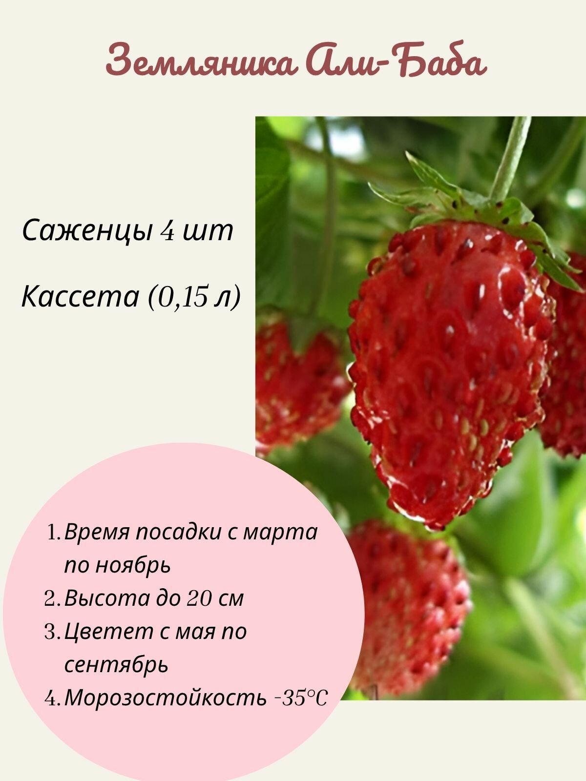 Земляника (клубника) Али-Баба 4 шт саженцы в кассете