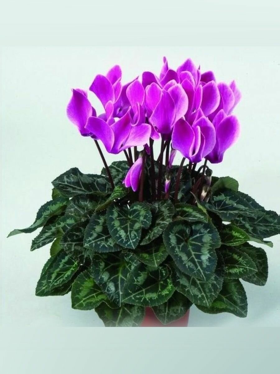 Цикламен сортовой семена