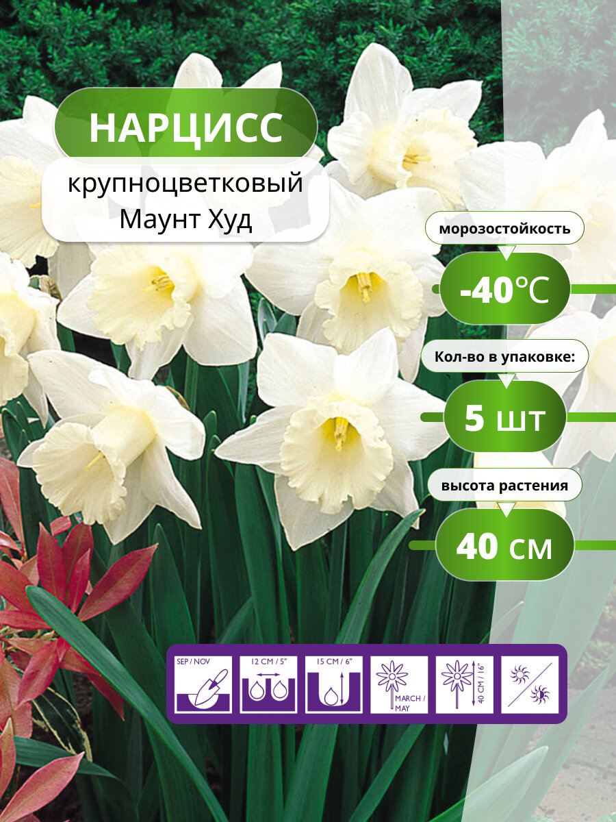 Нарцисс крупноцветковый Маунт Худ (5 луковиц) / луковичные многолетние цветы