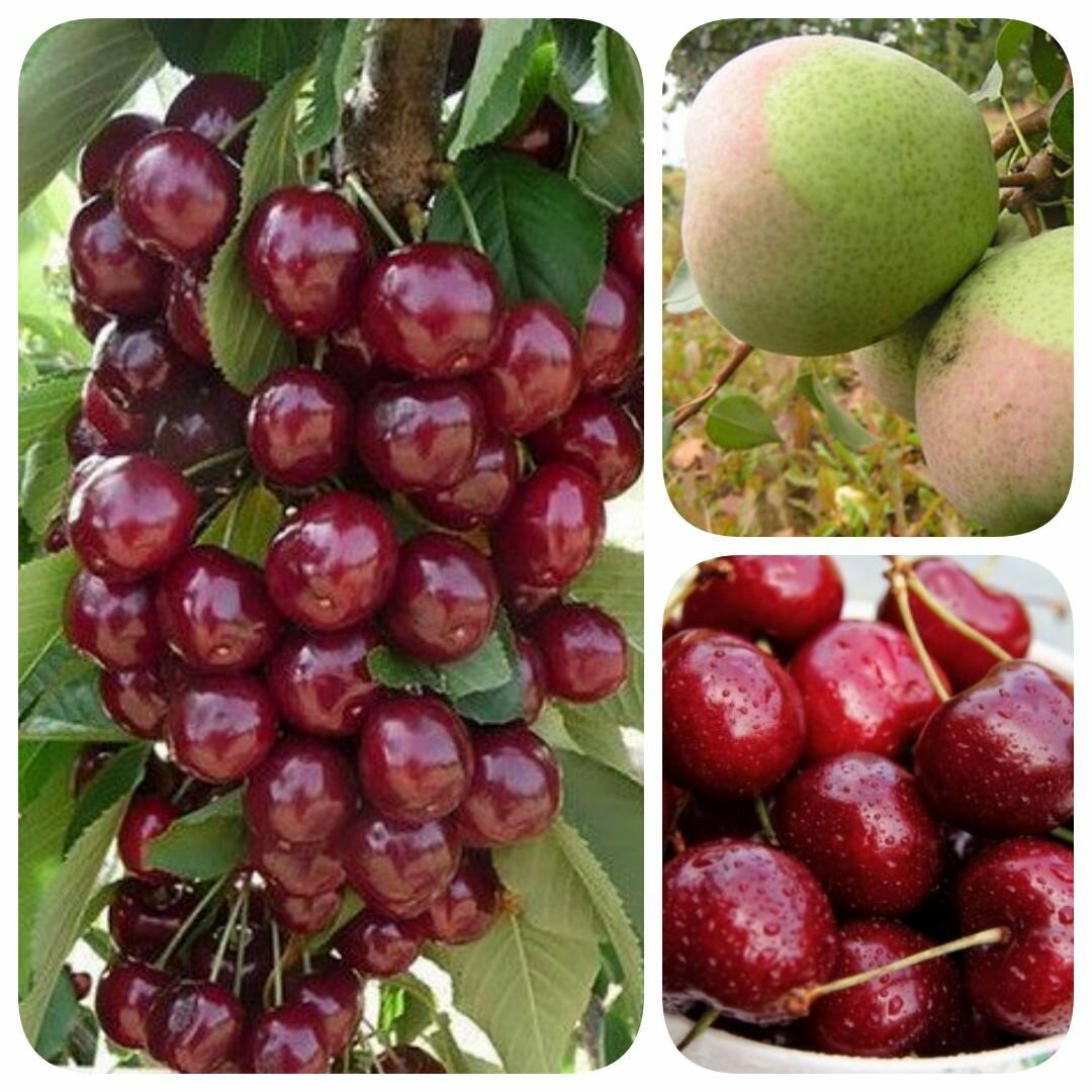 Набор из 3-х сортов саженцев черешни груши черешни колоновидной Аромат Россыпи