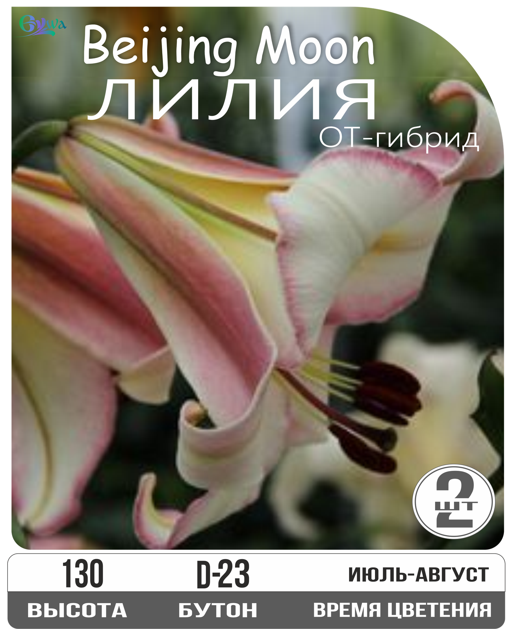 Лилия луковицы многолетние Бейджинг Мун от-гибрид многолетник высота 130 см 2шт.