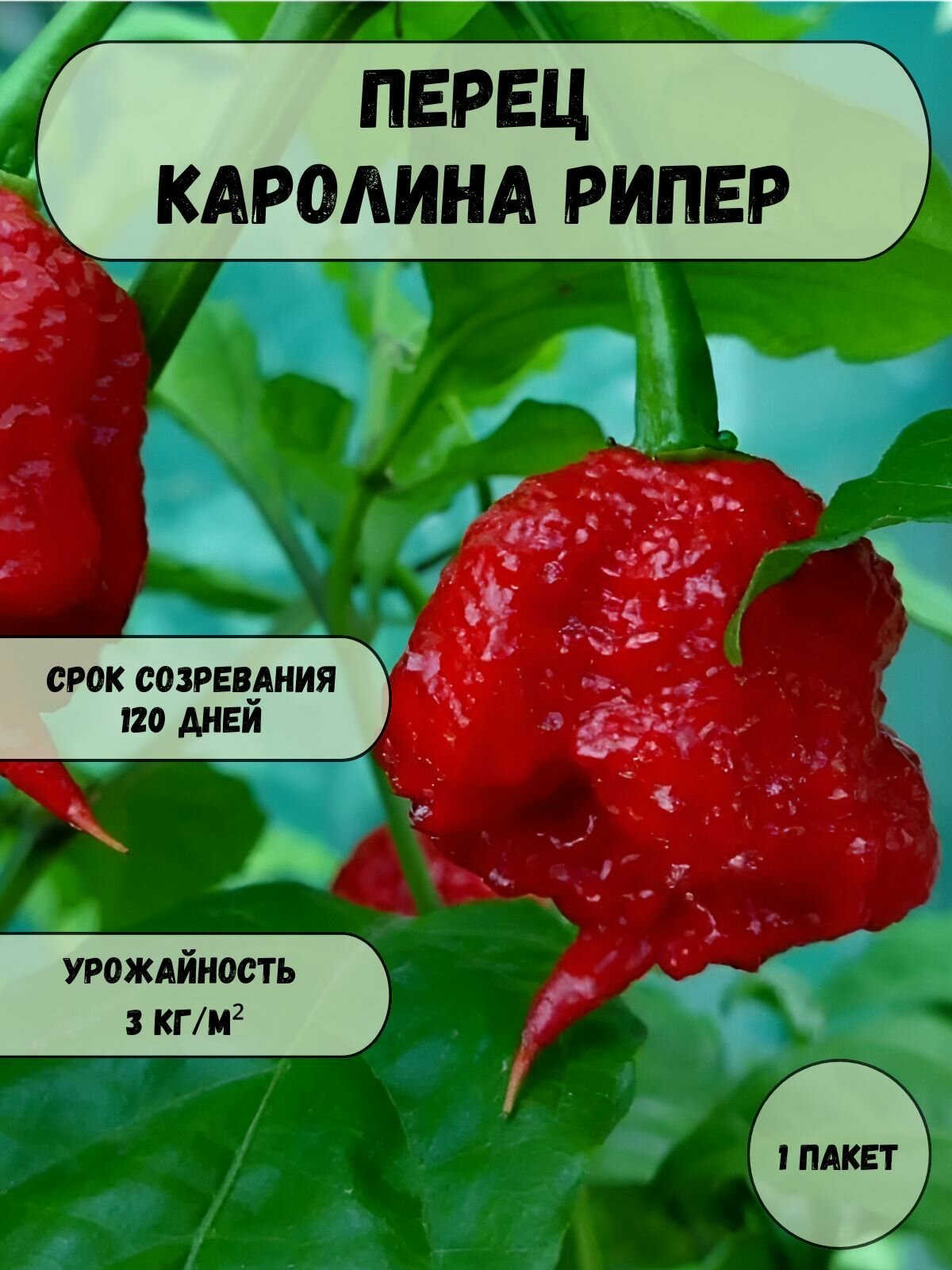 Коллекционные семена перца сладкого Денис F1 10 шт