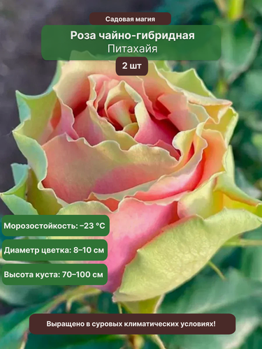 Изображение товара Роза чайно-гибридная Питахайя 2 шт / розы, многолетняя, желто-розовый
