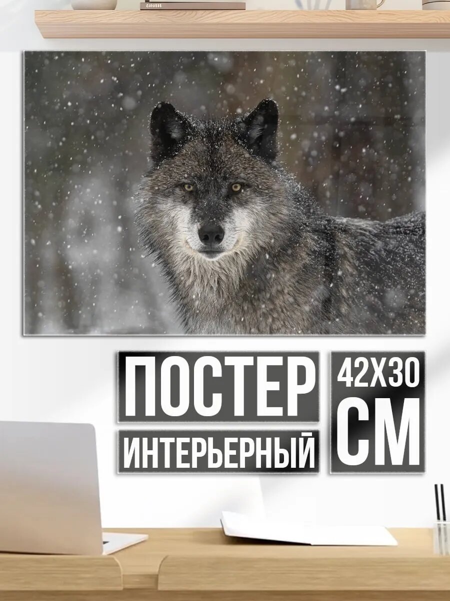 Плакат постер волк в снегу