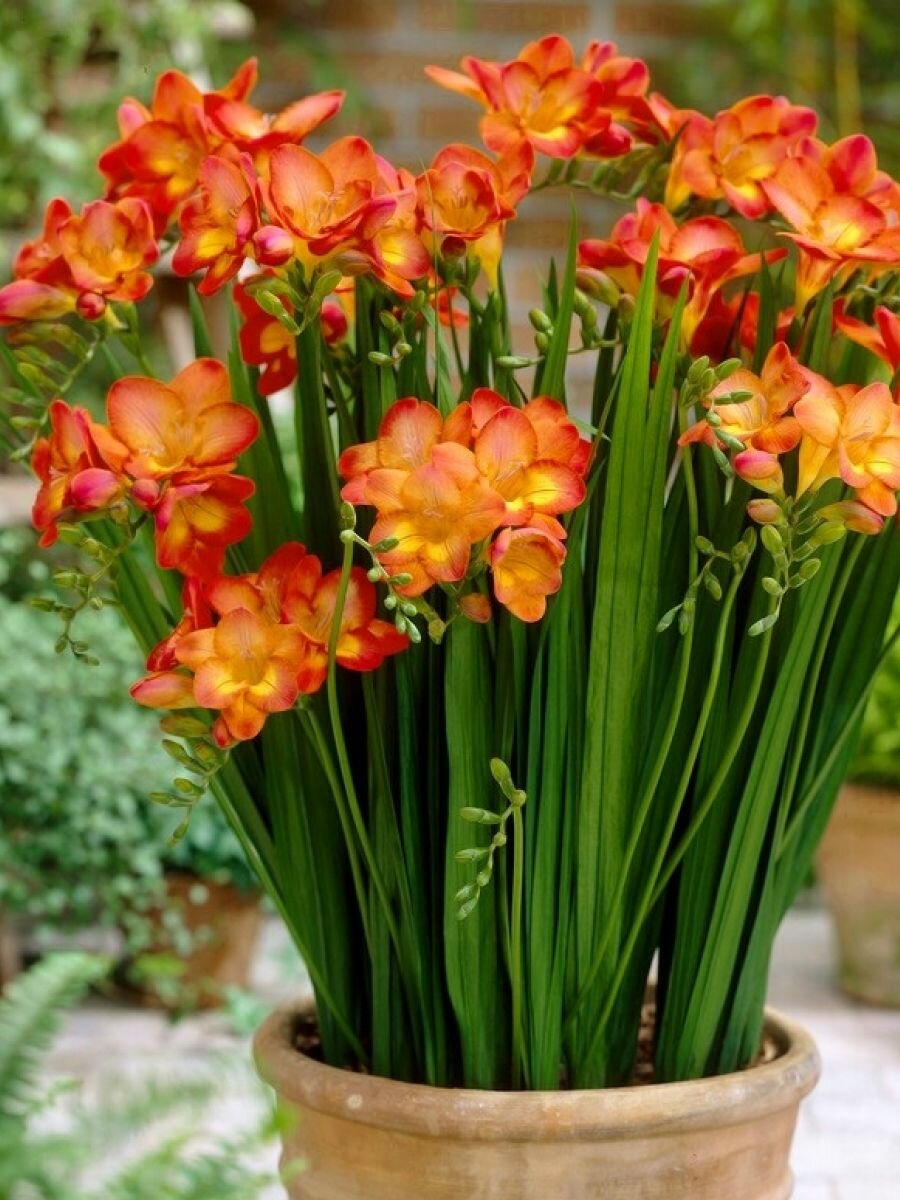 Фрезия луковицы Holland Bulb Market Дабл оранж   10 шт  многолетние