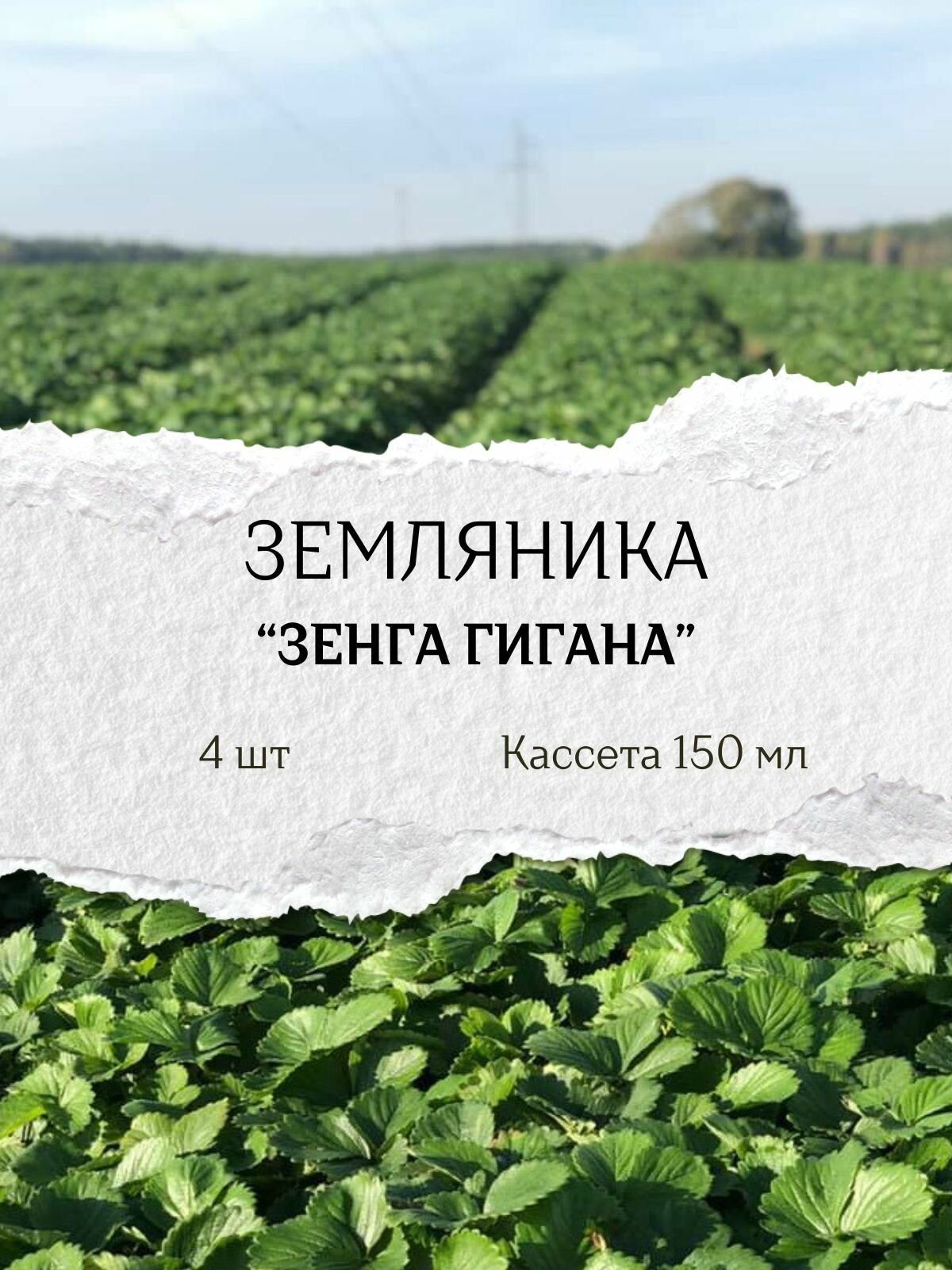 Земляника 
