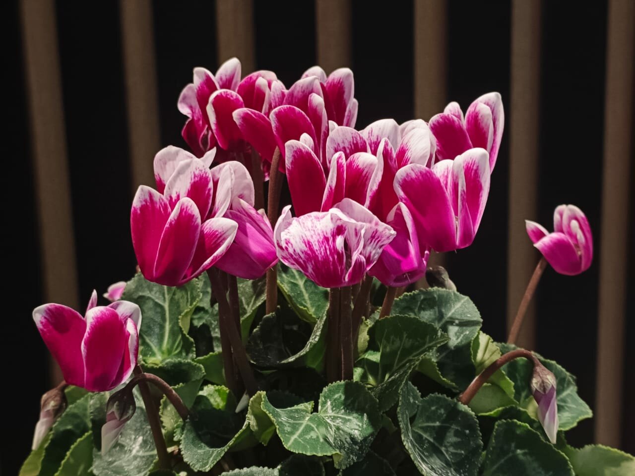 Комнатное растение Цветочная Лавка 