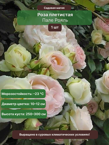 Изображение товара Роза плетистая "Пале Рояль", 1 саж , белая, розовая, многолетняя, высота 30-50 см