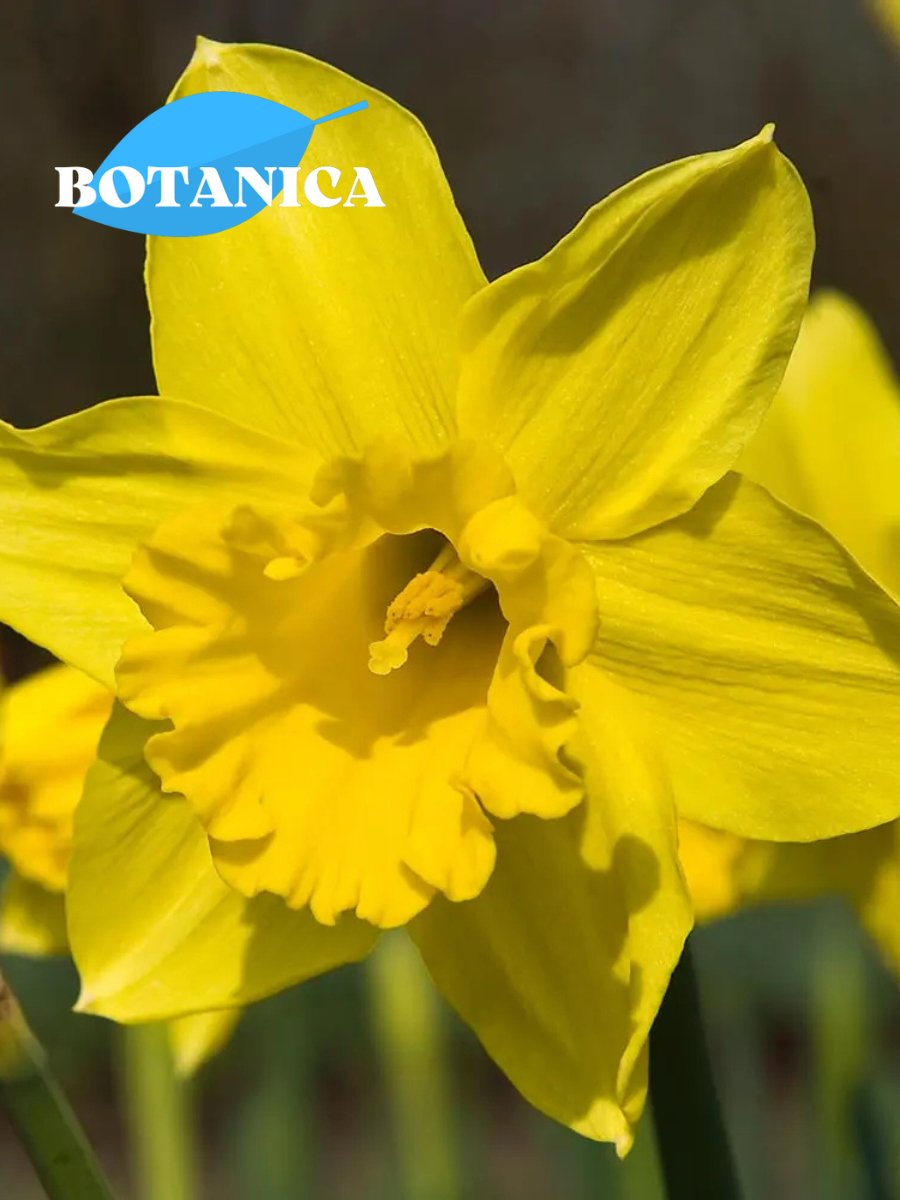 Луковицы цветов botanica garden Нарцисс Стандарт Велью (5 штук)