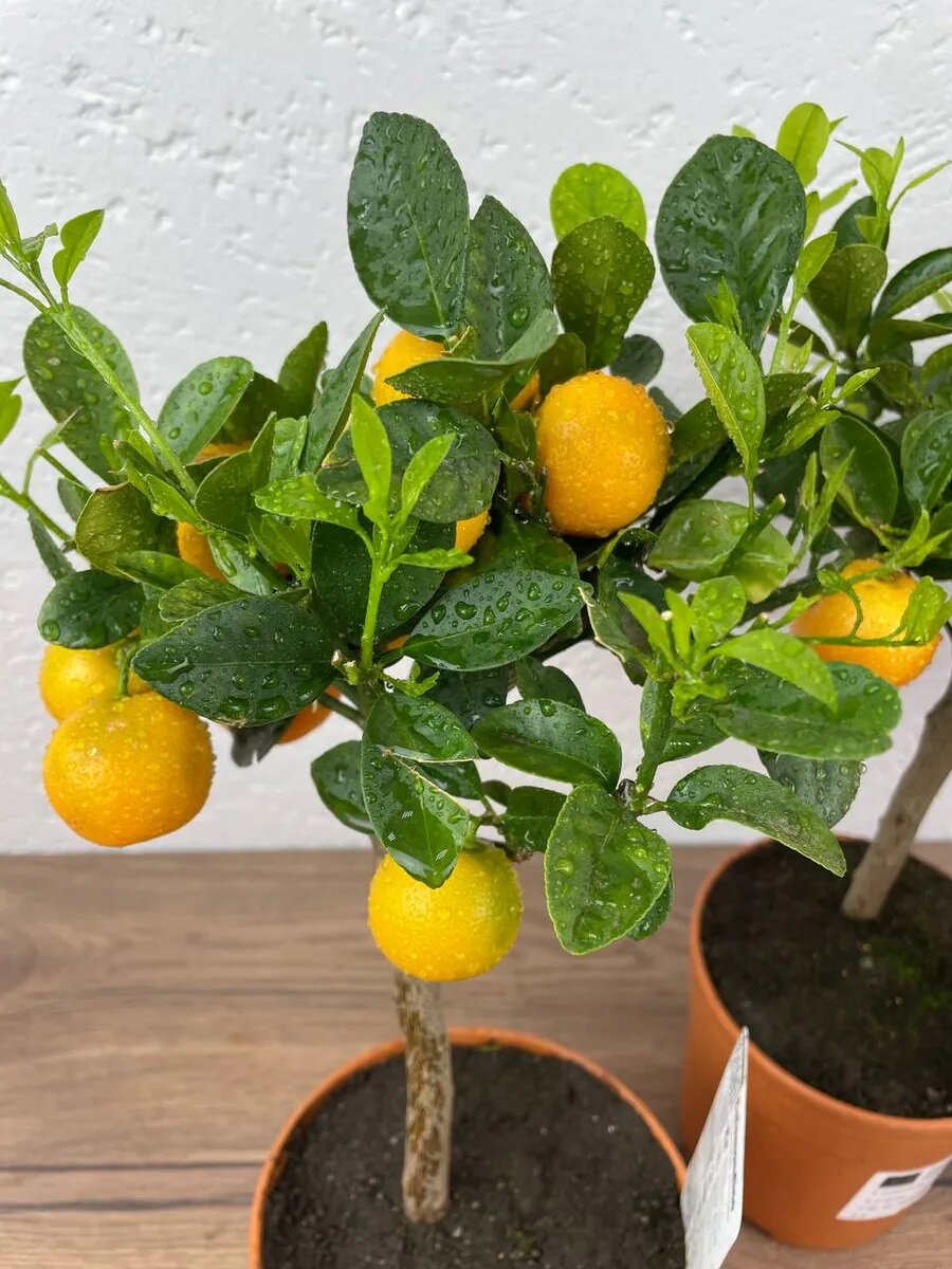 Дерево живое в горшке Каламондин на штамбе цитрус