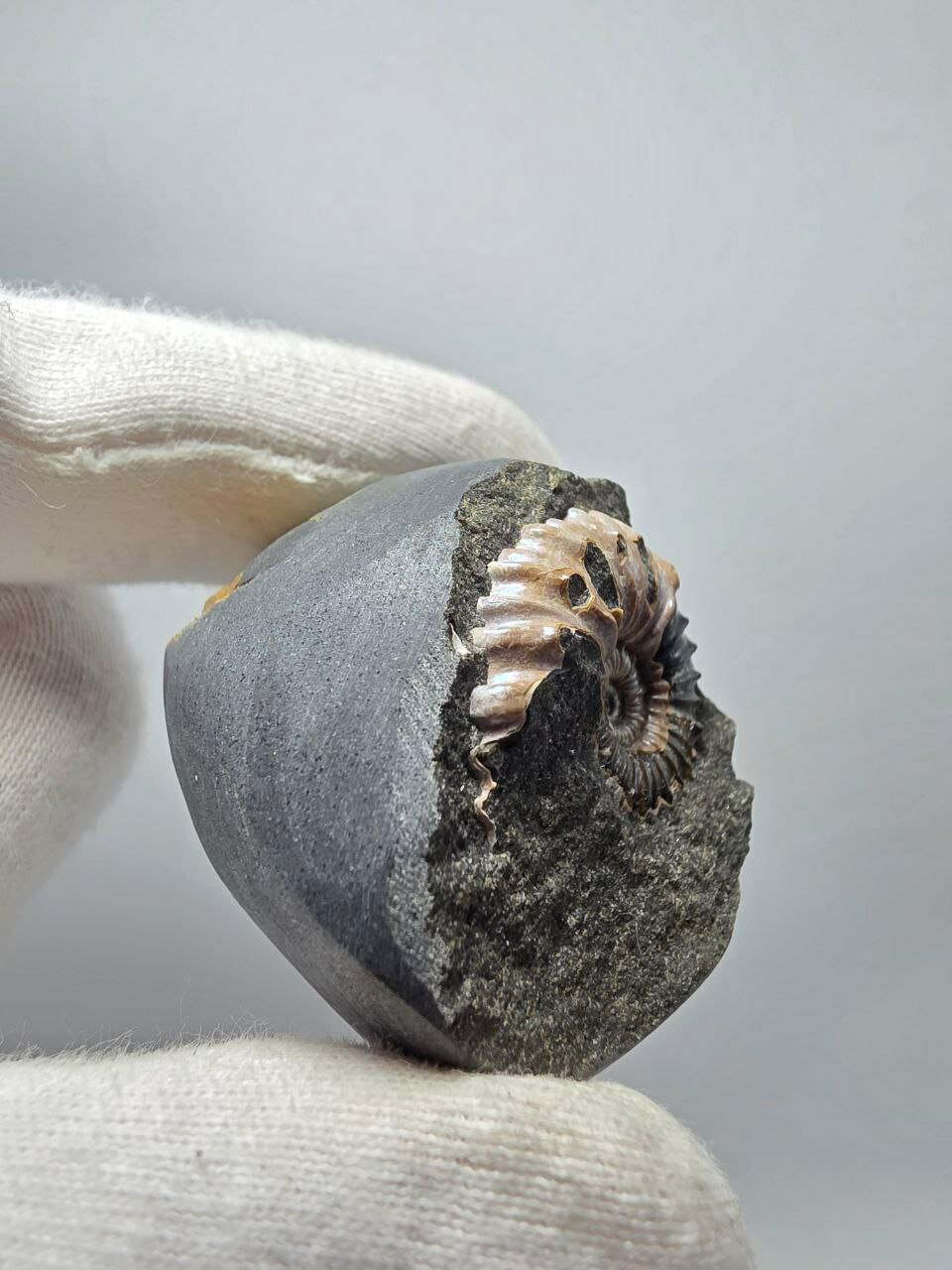 Аммонит перламутровый в породе 36 мм, 43 г. — фото 1