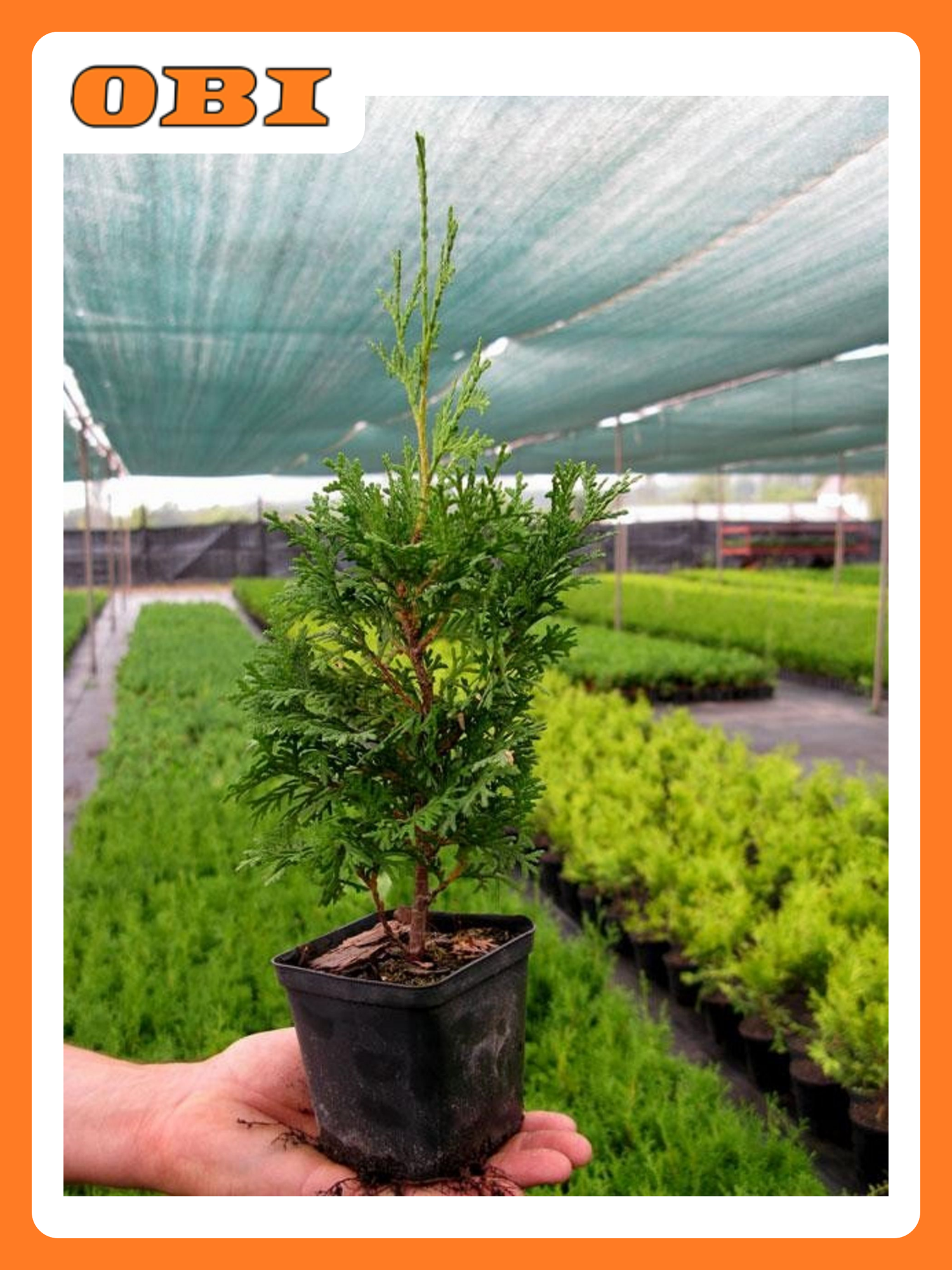 Туя западная Брабант 881437 многолетняя хвойная декоративная