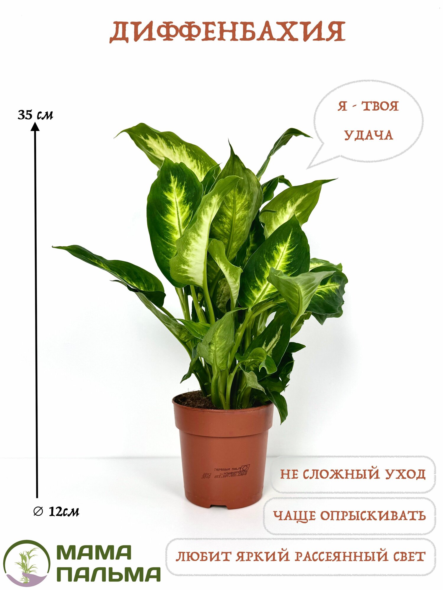 Живое растение Диффенбахия в горшке D12 высота 35 см
