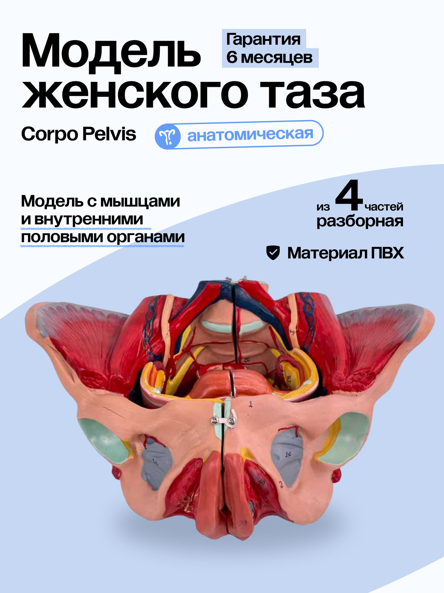 Анатомическая модель Svendsen Corpo Pelvis, ПВХ, 28.5×21×13 см