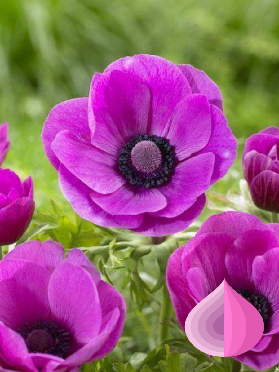 Луковицы цветов bulbs servise Анемона Силфида розовая 10 штук