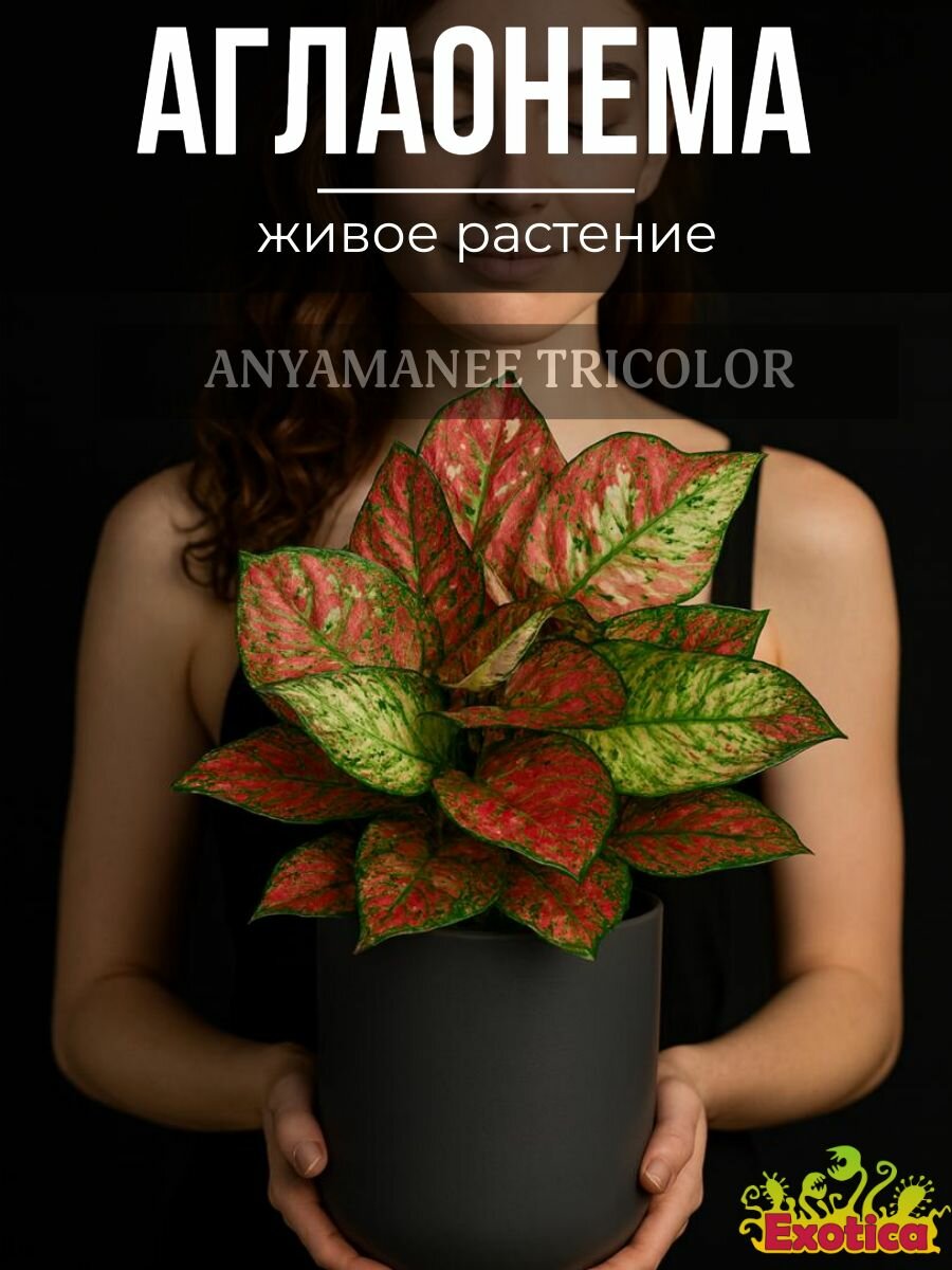 Аглаонема Анимани Триколор или Аглаонема Джаззи Ред (Aglaonema Anyamanee Tricolor) D12см живой цветок
