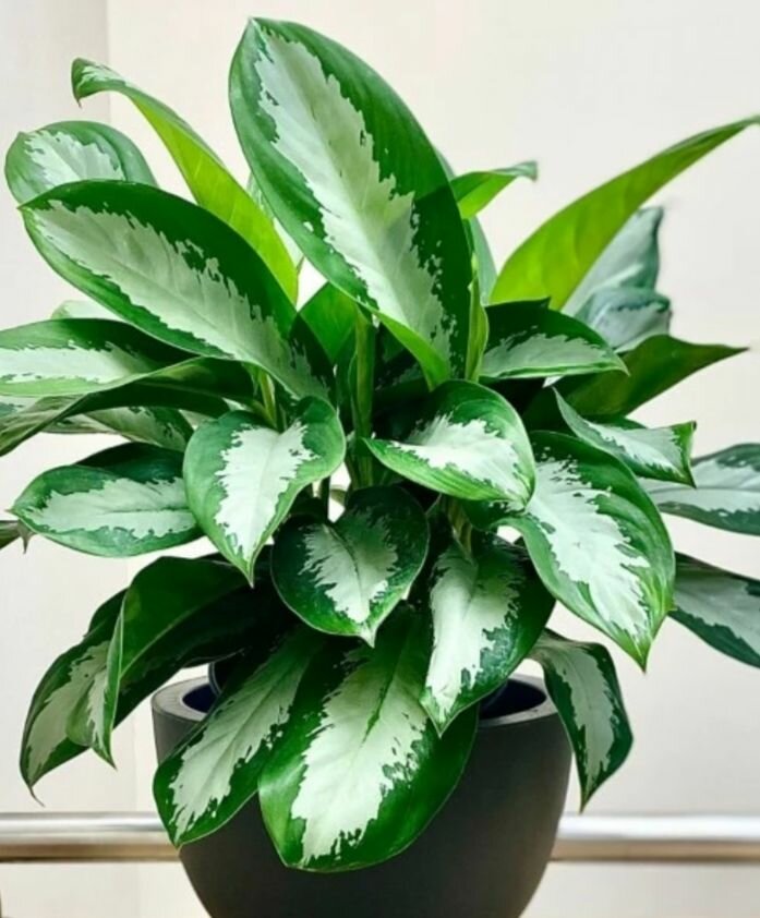 Аглаонема Сильвер Бей 1 рост.30-35 см