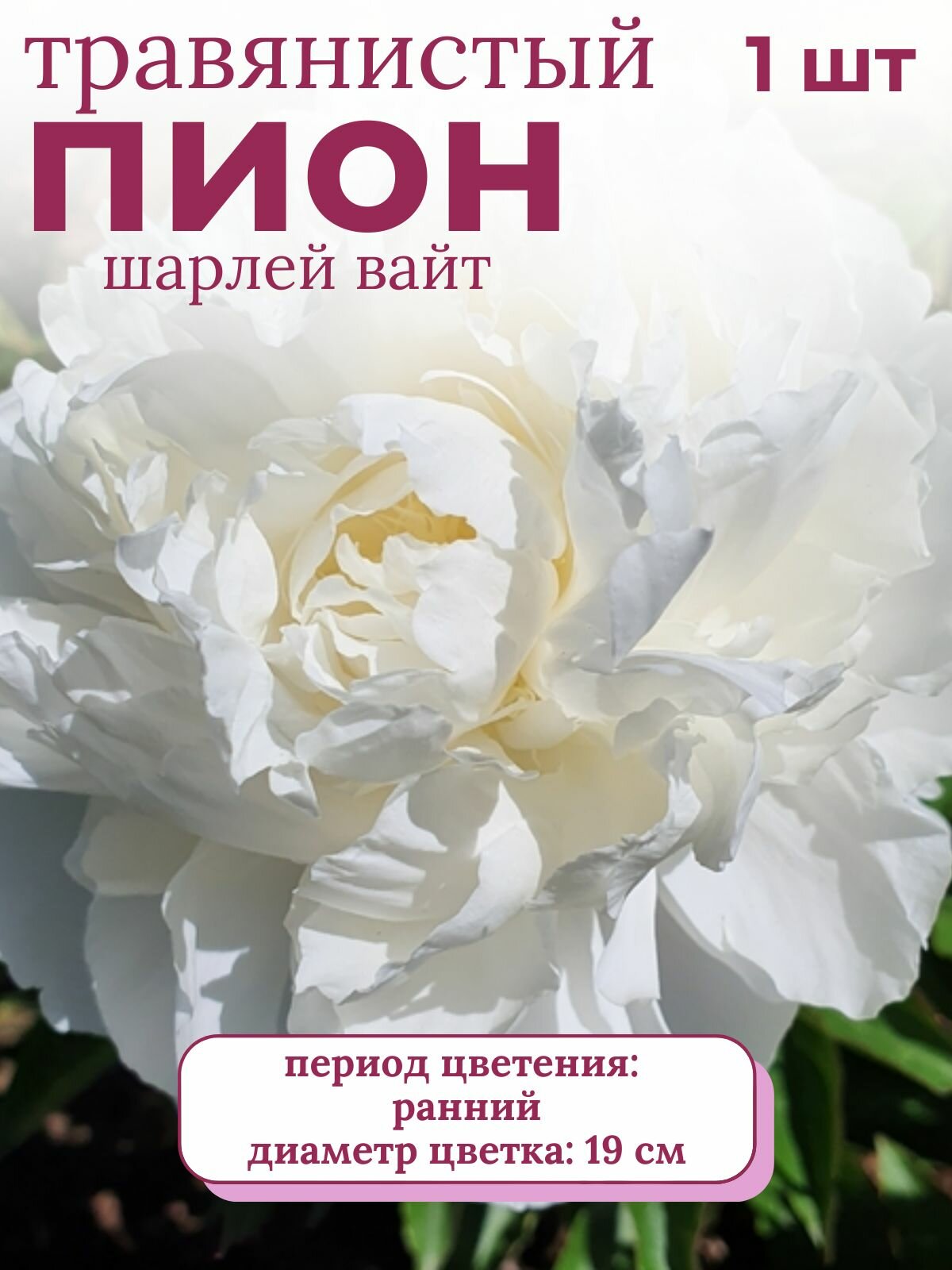 Пион травянистый многолетние цветы 1 шт