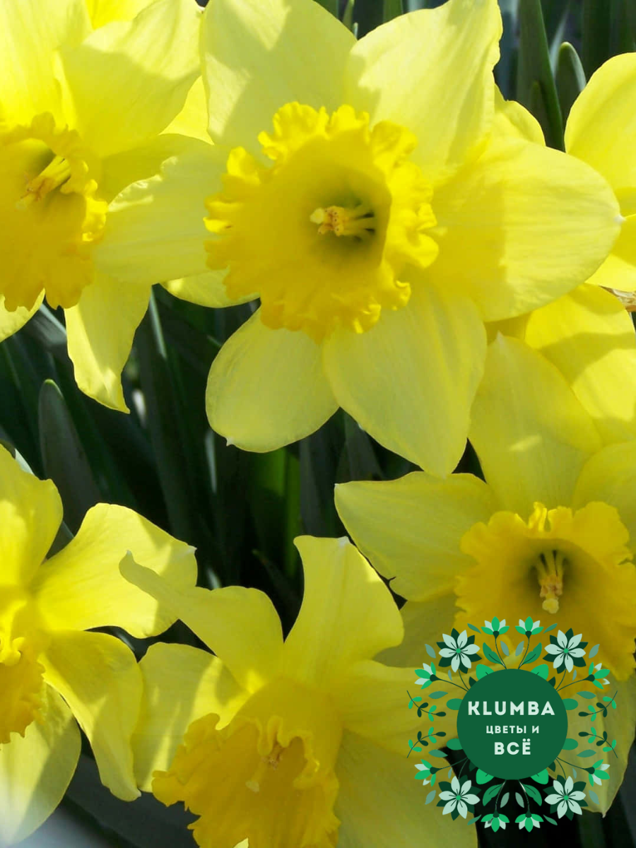 Луковицы цветов Клумба Нарцисс SAY CHEESE ( 3 штуки ) желтый