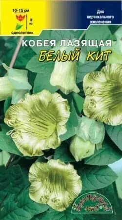 Семена Кобея Белый Кит вьющаяся Цветущий сад