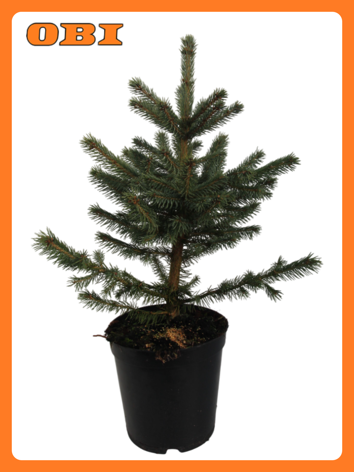 Растение ель колючая глаука С12 H80