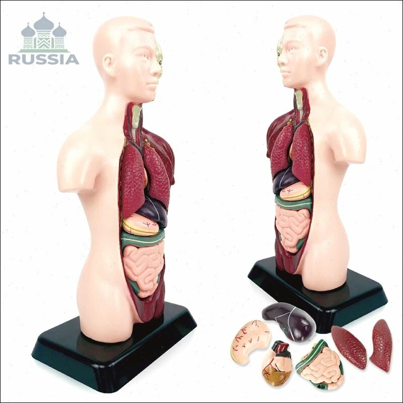 Анатомическая модель