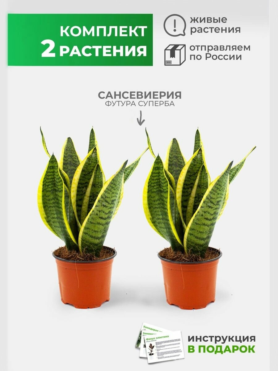 Сансевиерия растение живое Футура Суперба 2 шт в комплекте