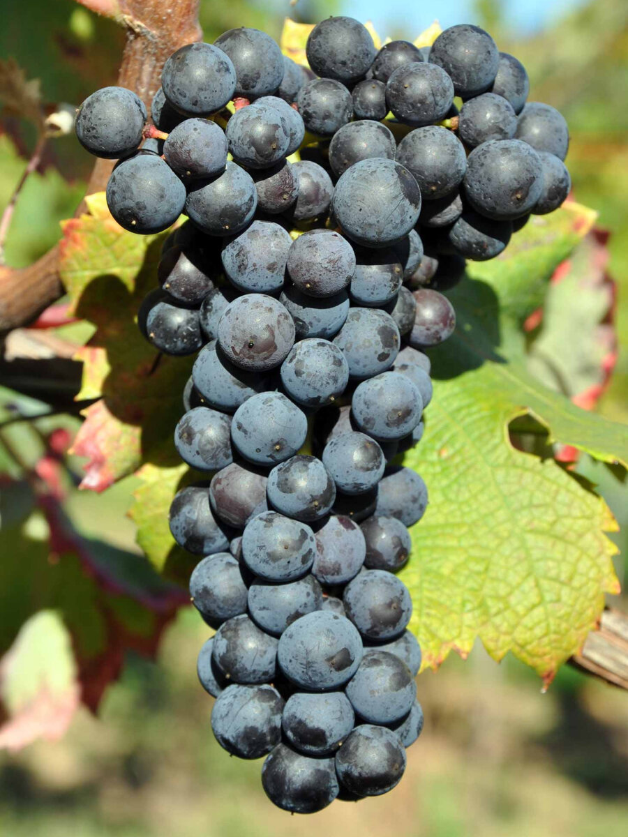 Виноград Цимлянский черный 2 шт   многолетний  морозостойкий сорт