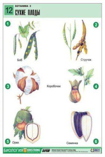 Комплект двухсторонних таблиц "Ботаника 2" (18 шт, А1, лам.) — фото 1