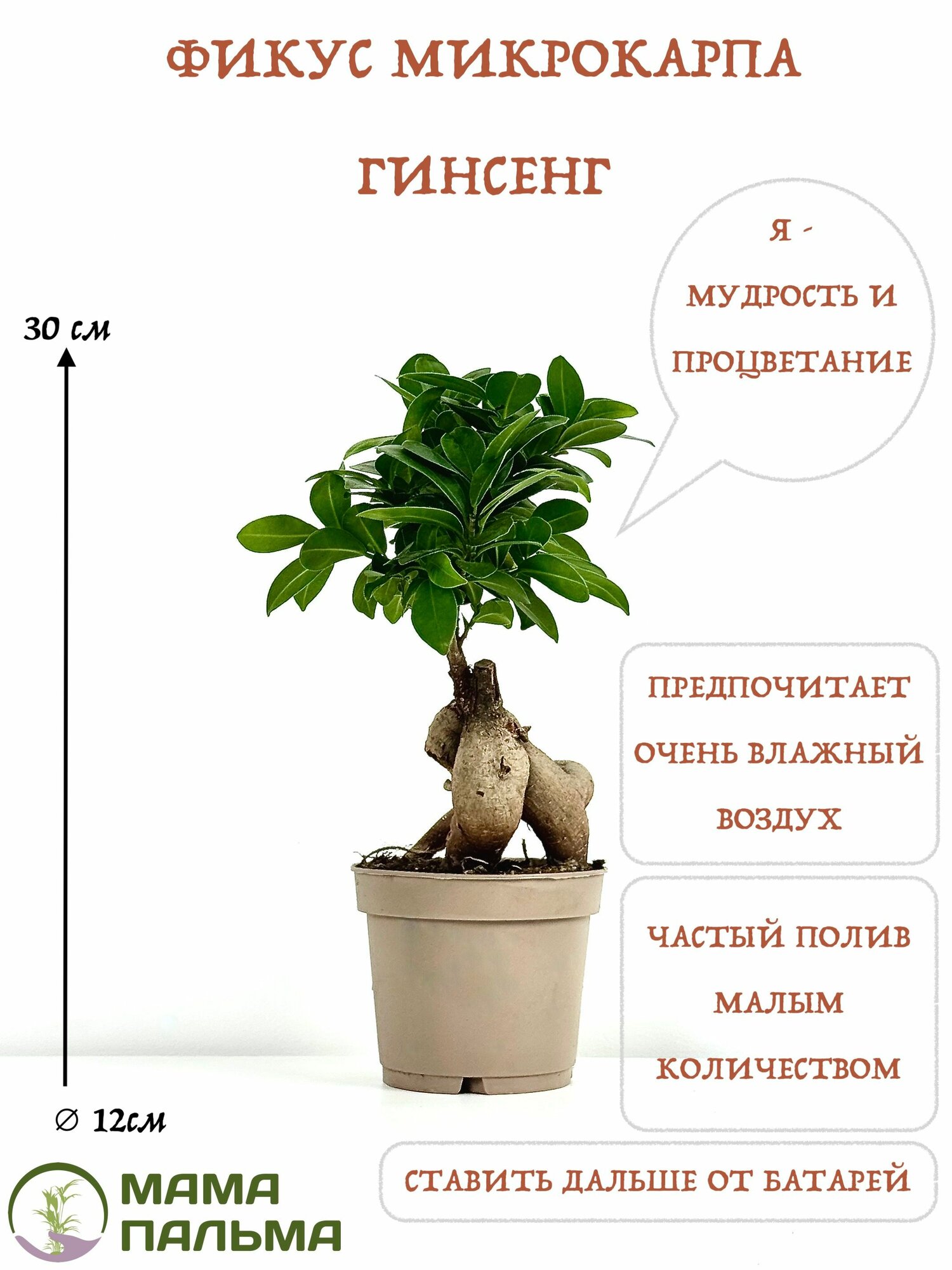 Живое растение Дерево бонсай Микрокарпа Гинсенг в горшке D12 высота 30 см
