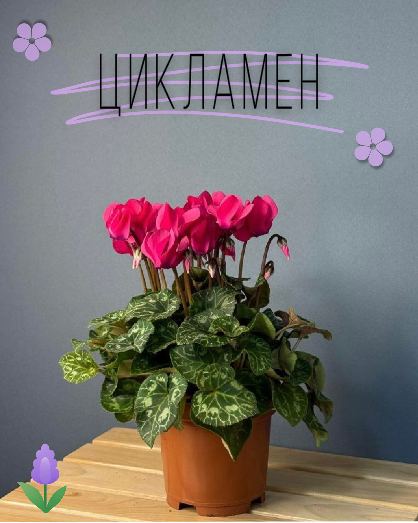 Цикламен персидский с малиновыми цветами — яркое цветущее растение для зимнего уюта и подарков