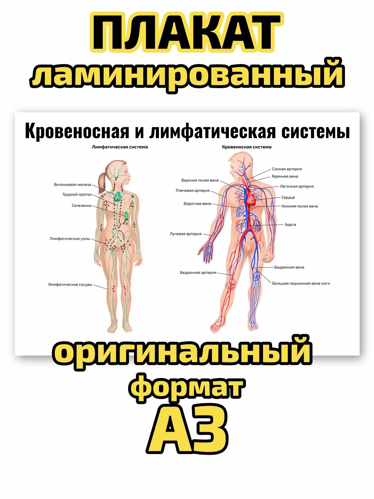Плакат Квинг "Кровеносная и лимфатическая системы", ламинированный, А3, для изучения анатомии и косметологии