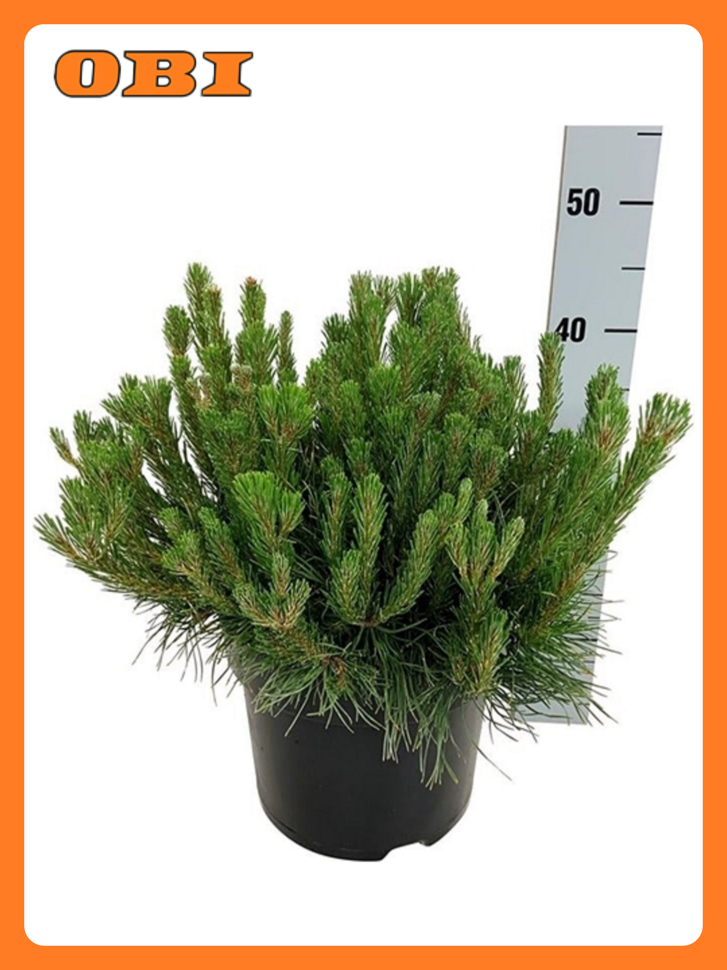 Растение Сосна горная пумилио 883882 C5 H50-60