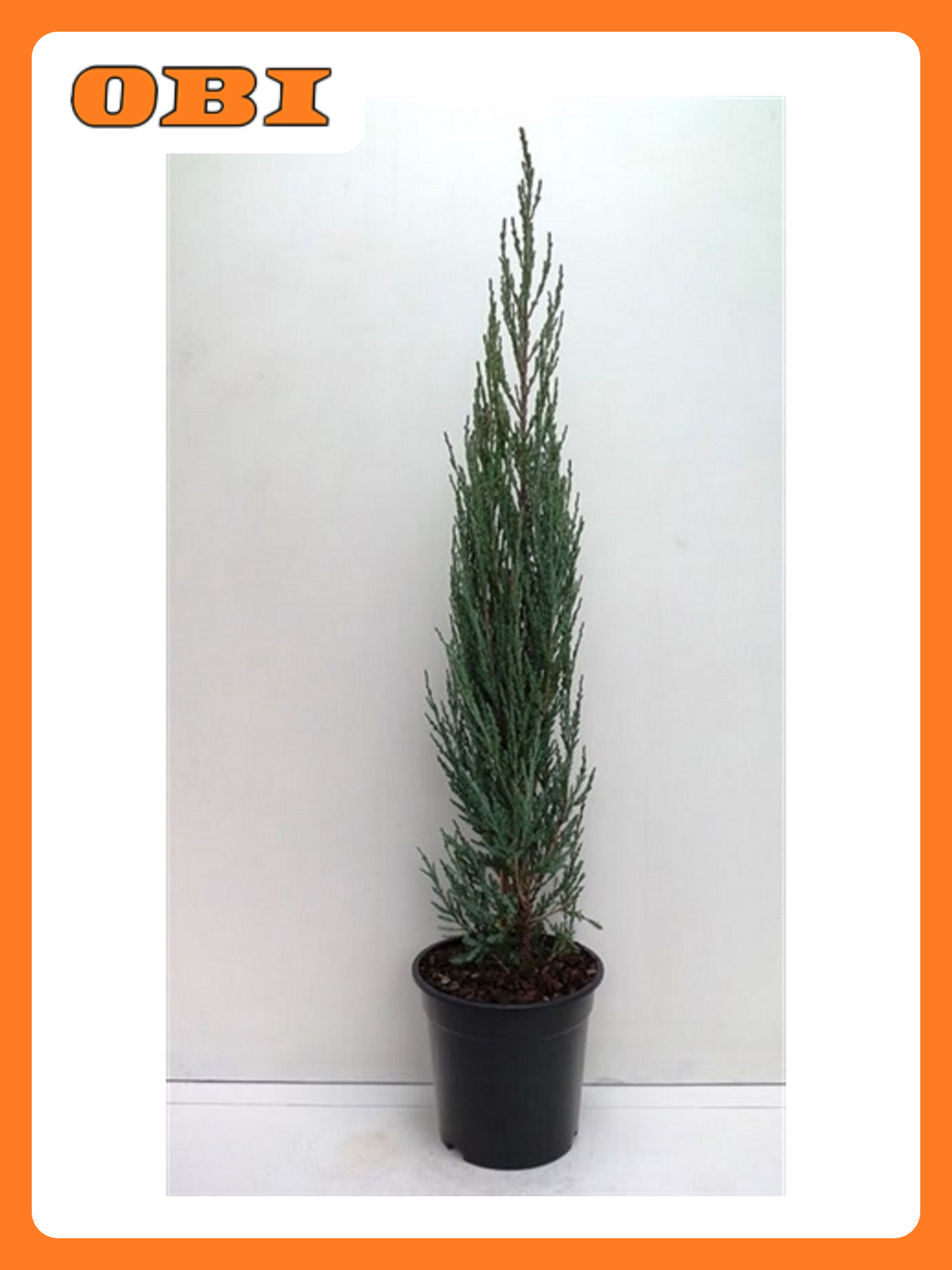 Можжевельник "Блю Арроу", С5, h40-50, многолетнее, хвойное, декоративное растение