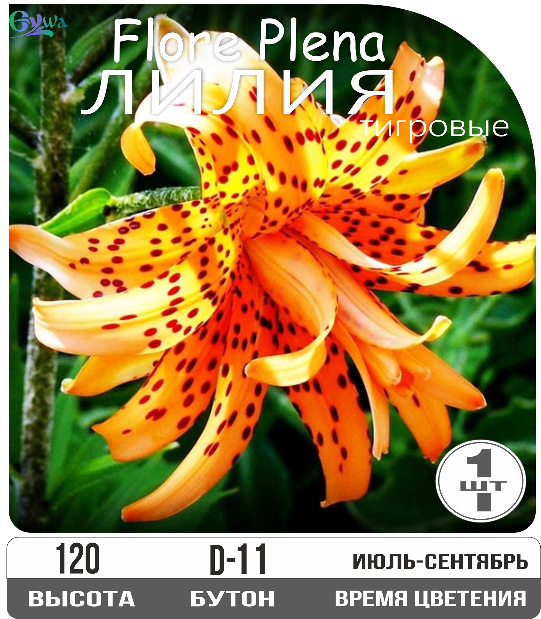 Лилия луковицы многолетние Флоре Плено тигровые многолетник высота до 120 см оранжевые с черными крапинками 1шт.