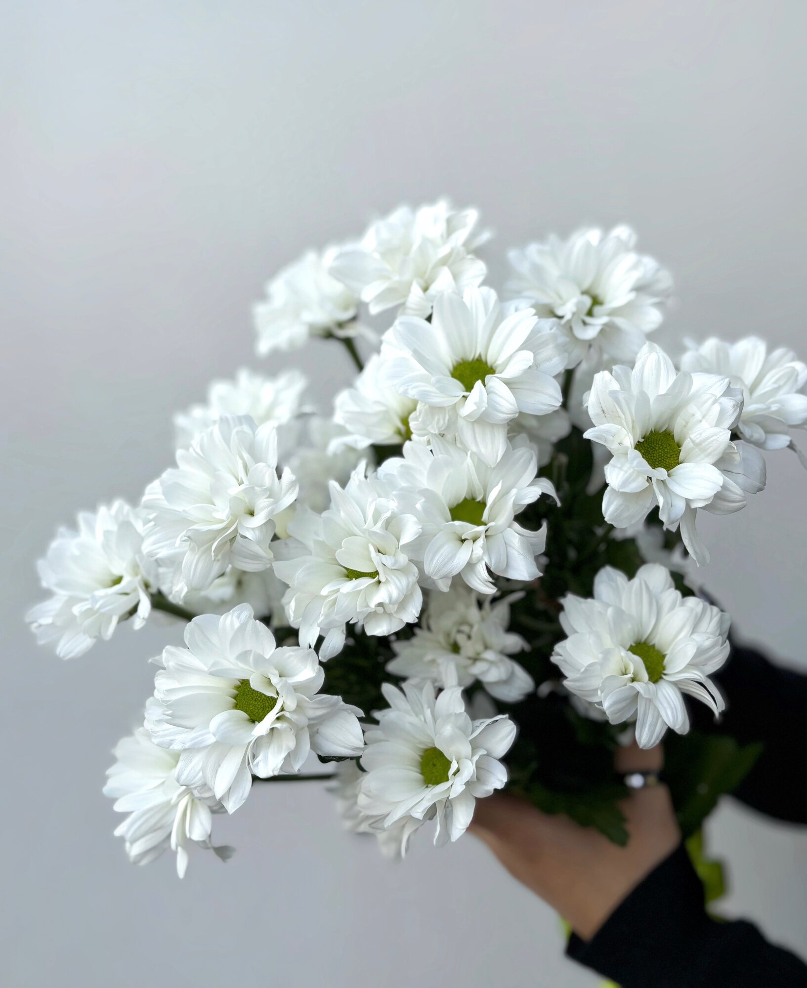 Букет из 3 белых кустовых хризантем под ленту монобукет 50 см | Турбофлора