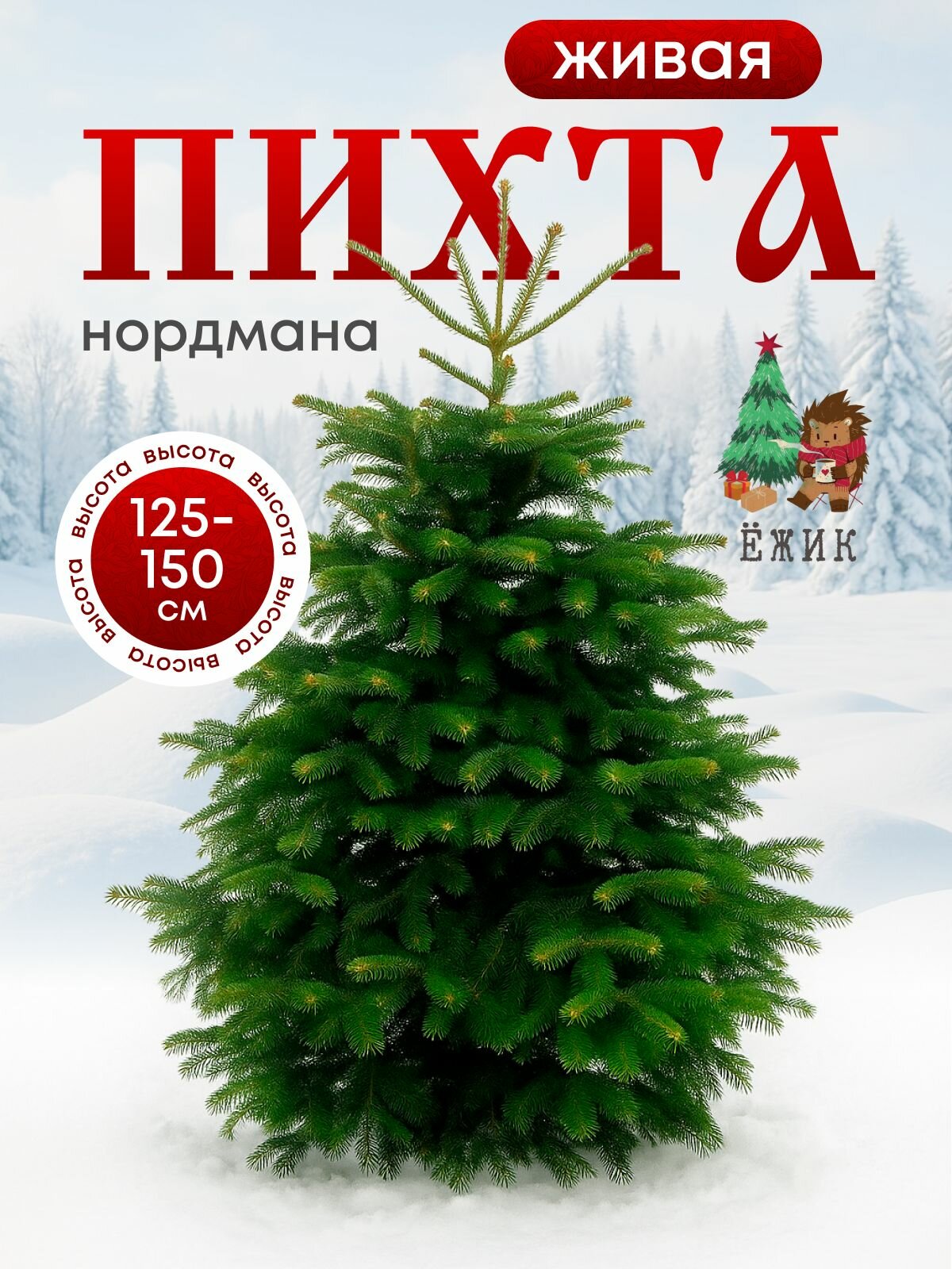 Пихта Нордмана Датская новогодняя срезанная 125-150см