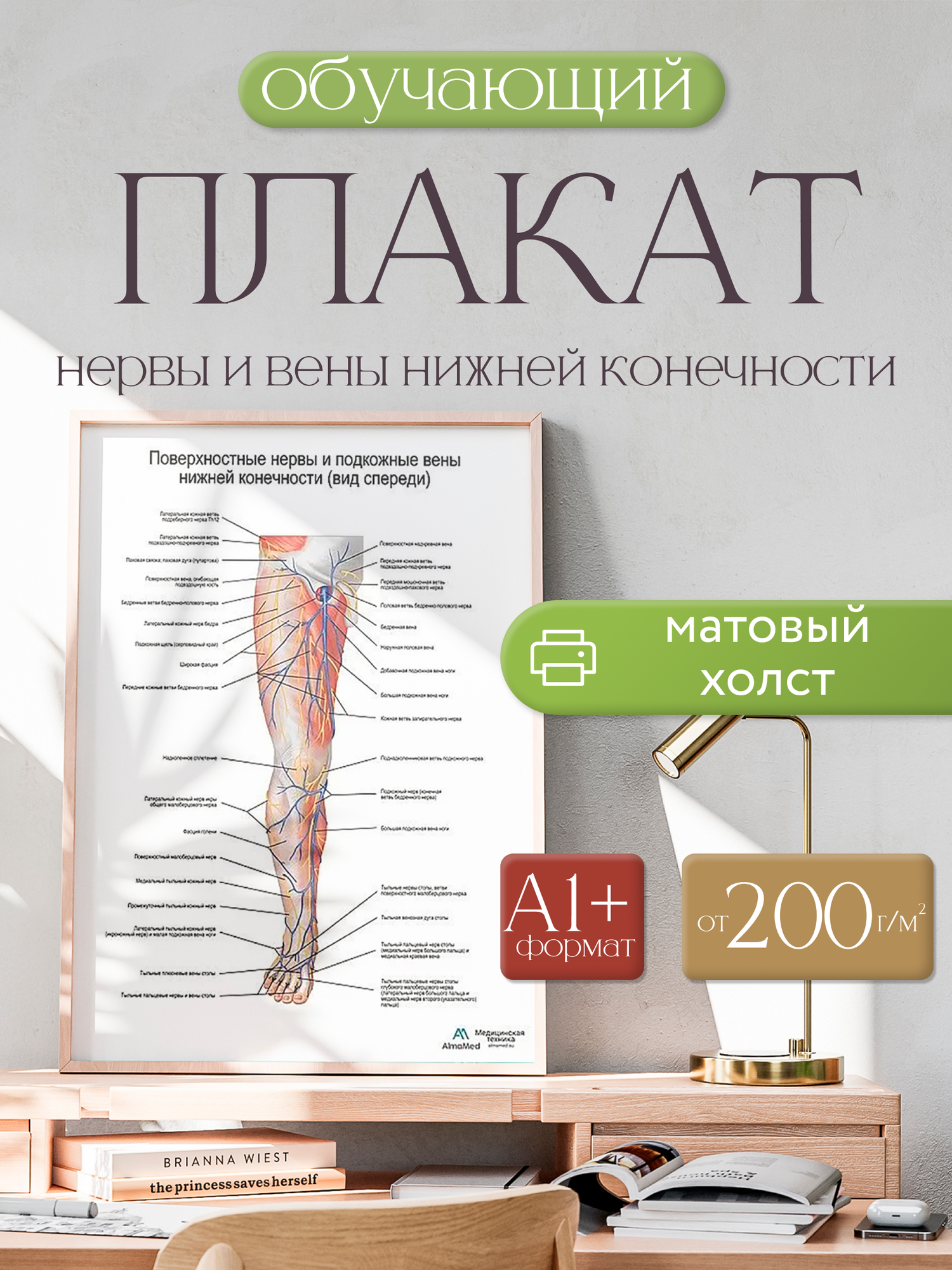 Обучающий плакат "Поверхностные нервы и подкожные вены ноги: вид спереди", размер А1+, матовый холст от 200г/м2