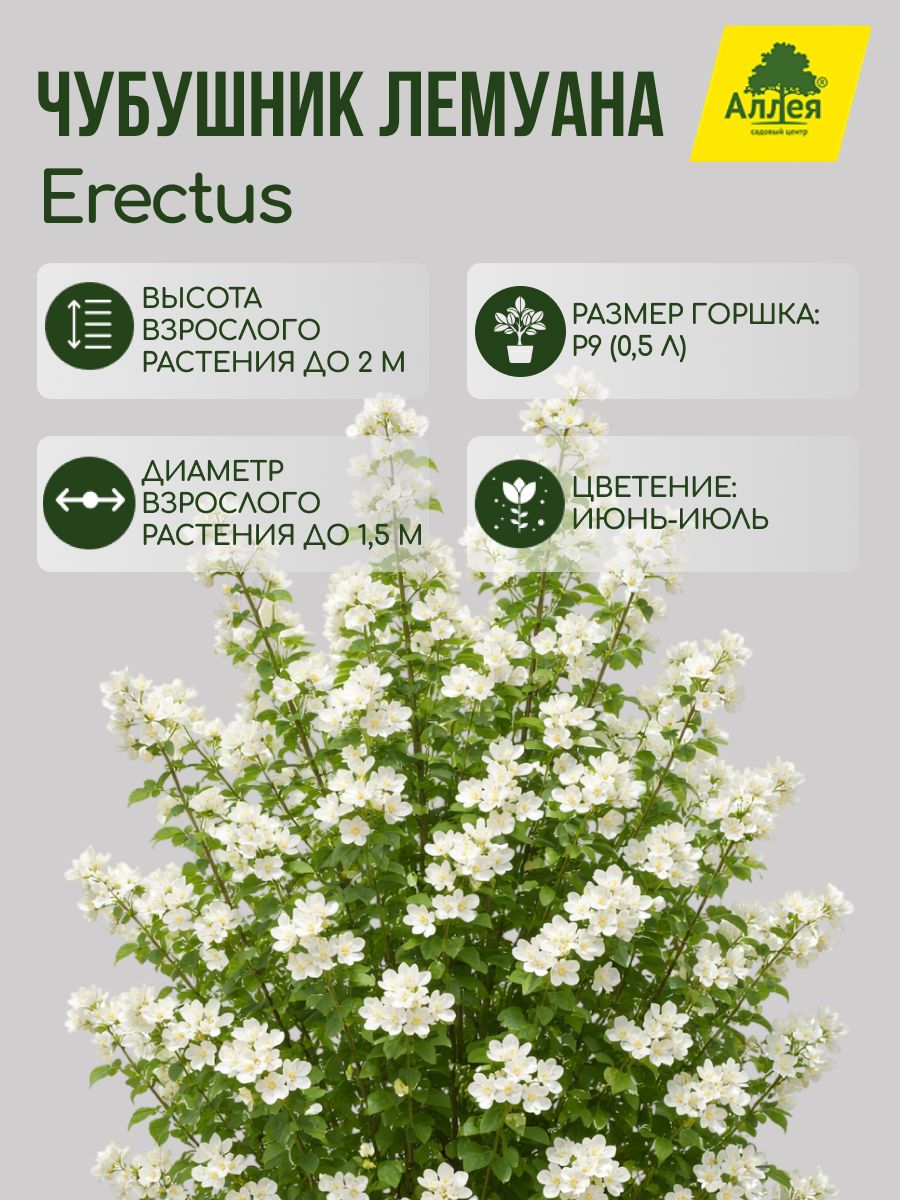 Чубушник Лемуана / Philadelphus Lemoinei Erectus P9