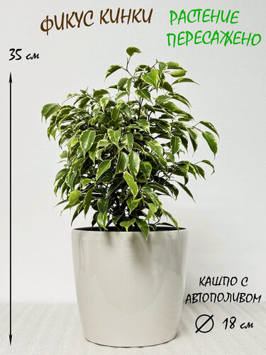 Изображение товара Фикус Бенджамина Кинки в кремовом кашпо с автополтвом, высота 30-35 см