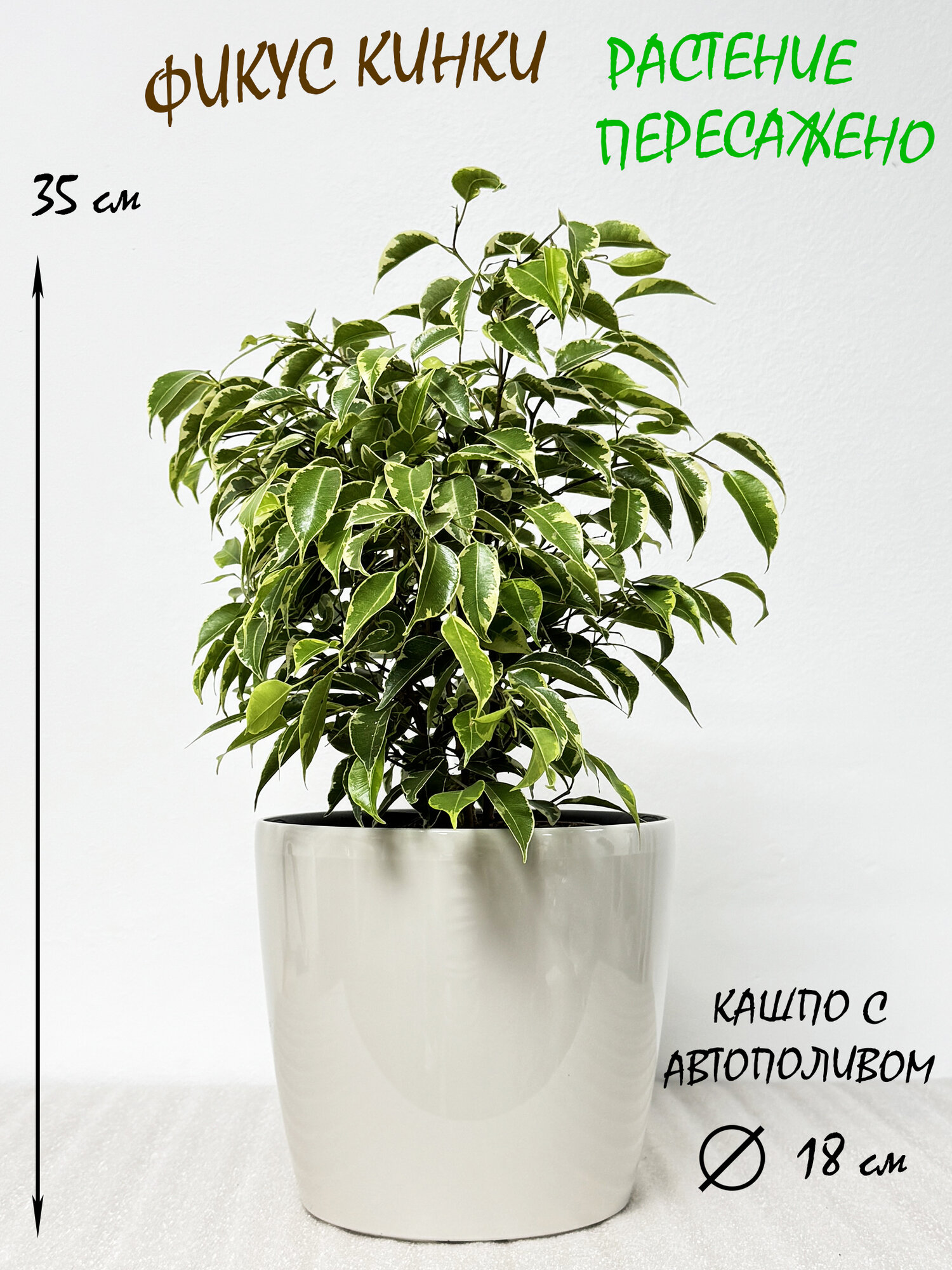 Фикус Бенджамина Кинки в кремовом кашпо с автополтвом высота 30-35 см