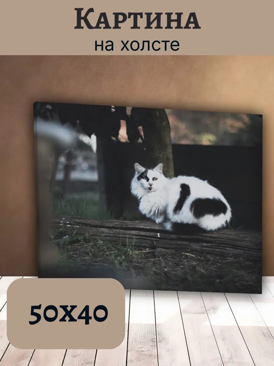 Картина Кот Кошка Cat 40x50 пушистый кот на бревне в лесу
