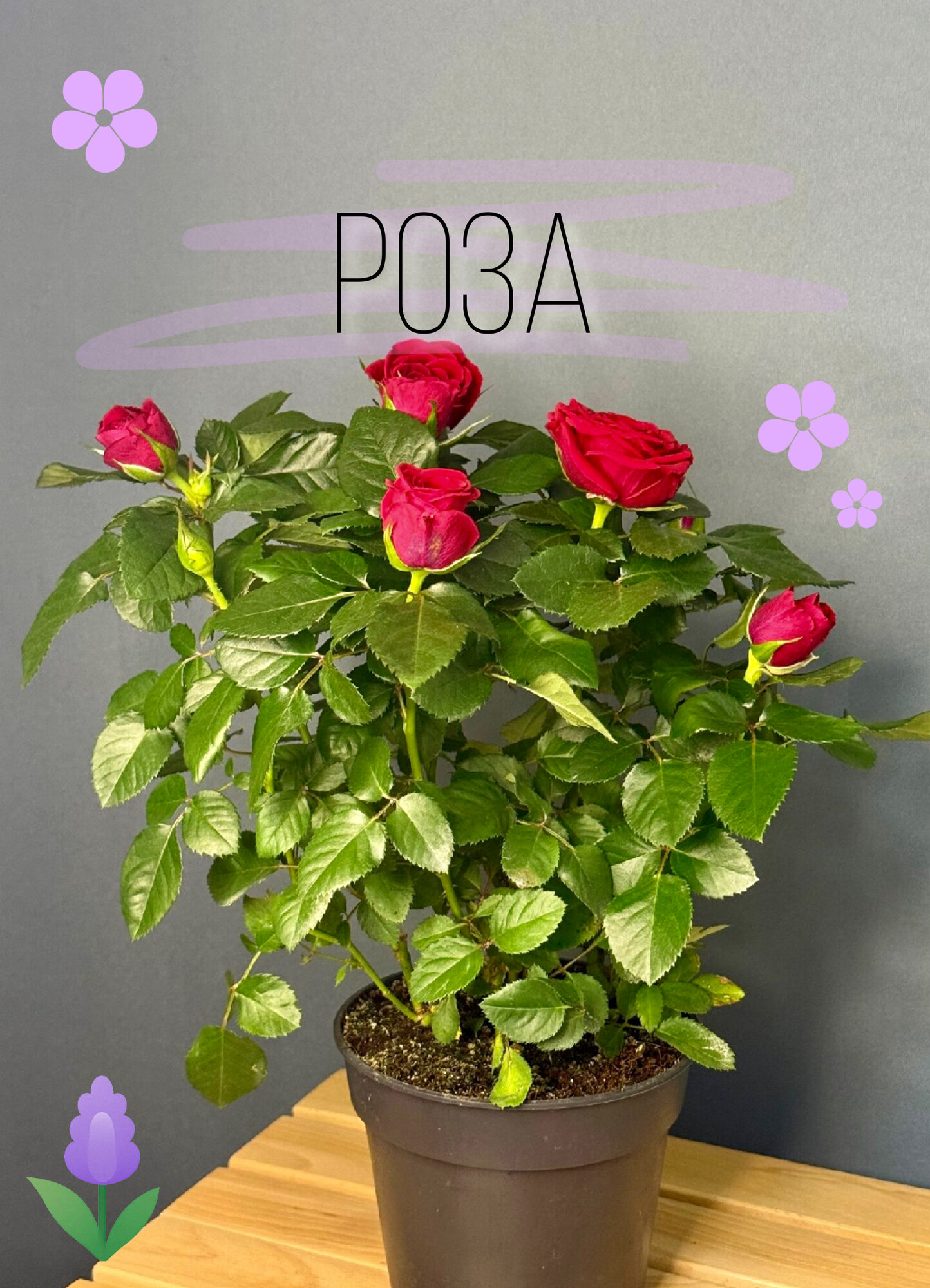 Кустовая роза красная (Rosa hybrida) — элегантное цветущее украшение для дома и сада