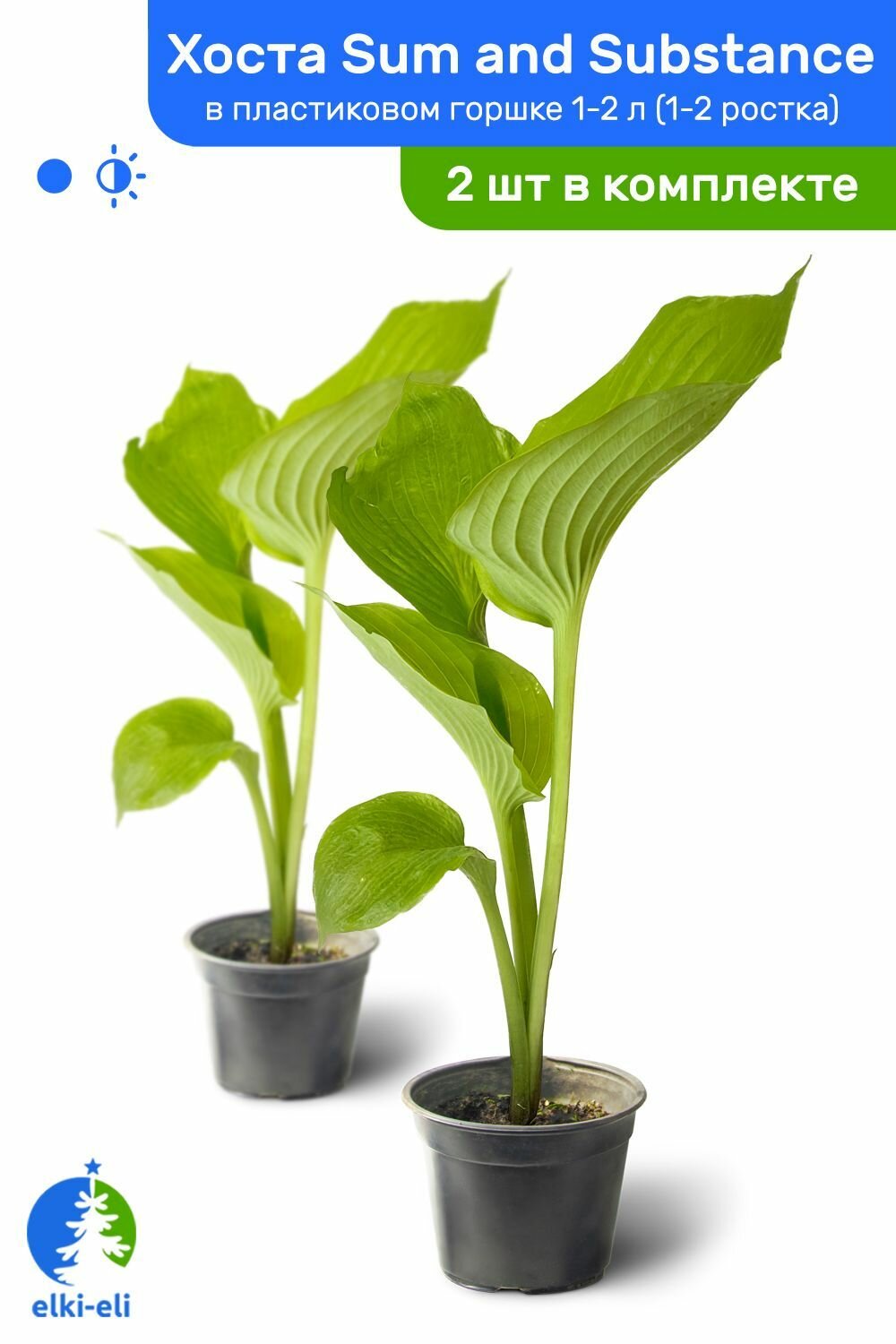 Хоста Sum and Substance (Сам энд Сабстенс) в пластиковом горшке 1-2 л травянистый многолетник саженец комплект из 2 шт