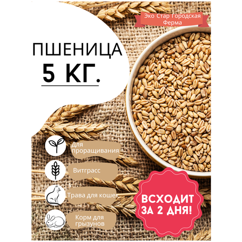 Пшеница для проращивания, для витграсс, для птиц, грызунов пшеница arivera отборная для проращивания био 410 г