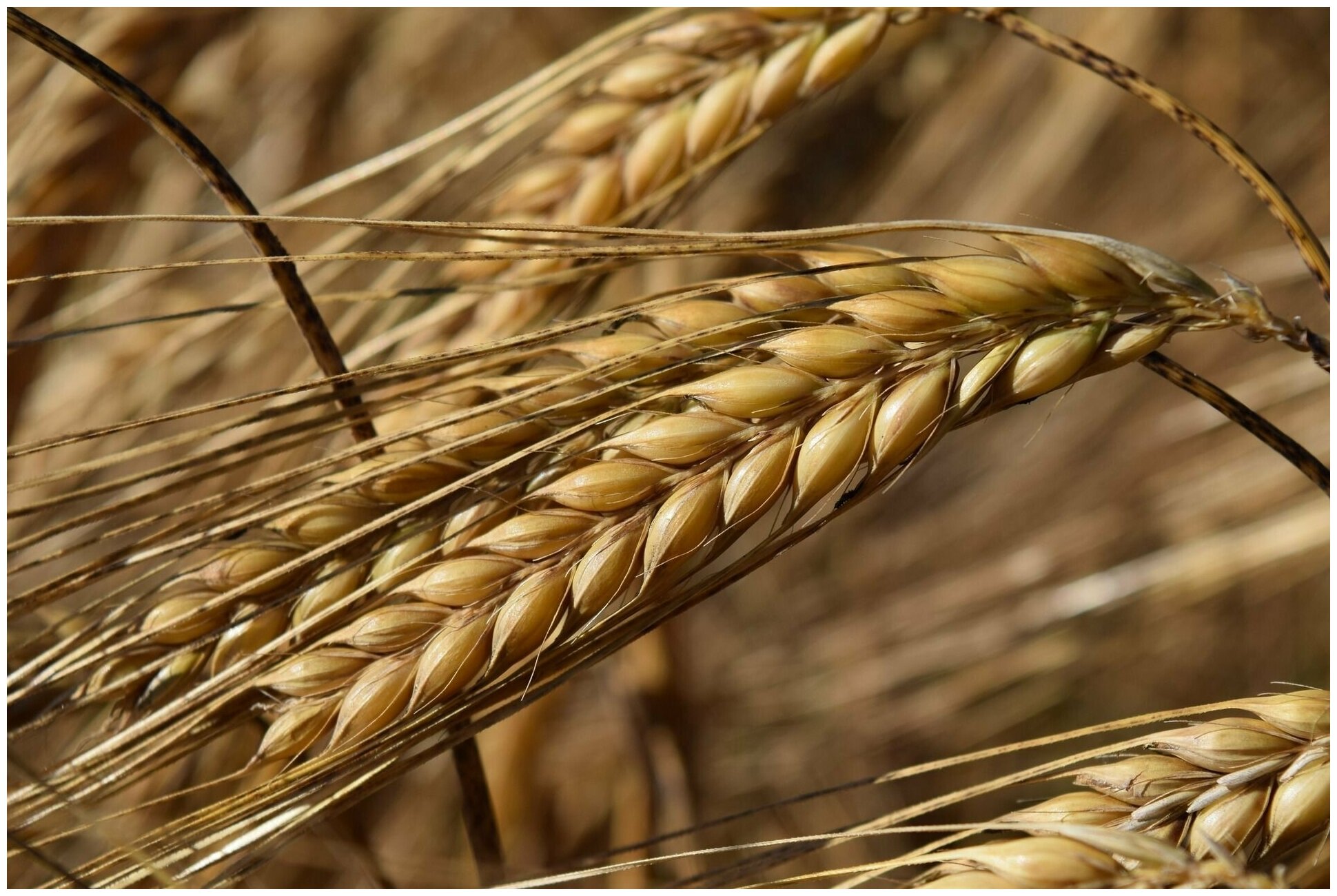 Ячмень зерно для сельскохозяйственных животных и птиц 1 кг. - фотография № 2