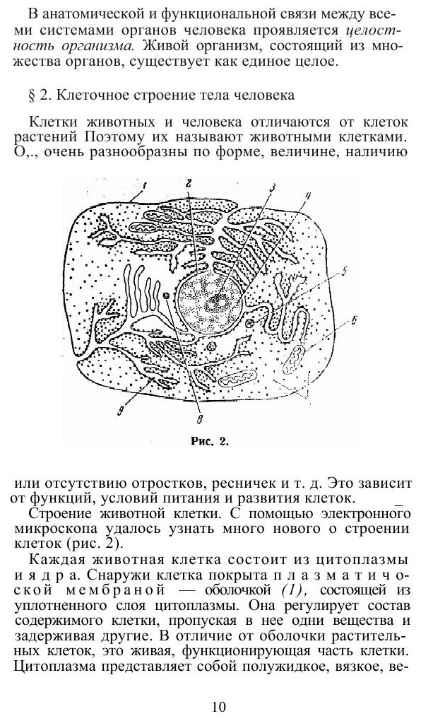 Анатомия и физиология человека - фото №5