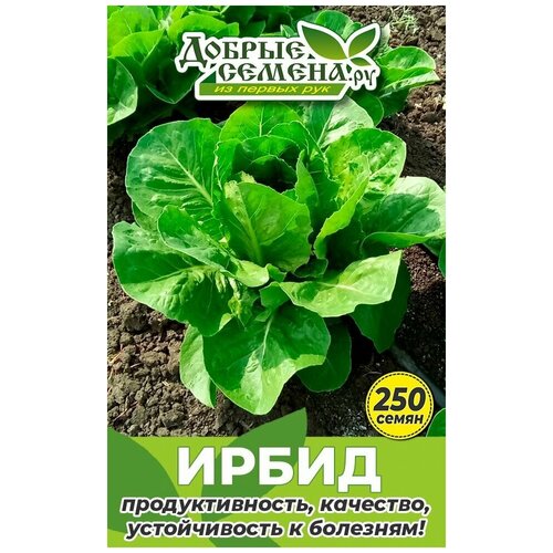 Семена салата Ирбид - 250 шт - Добрые Семена. ру