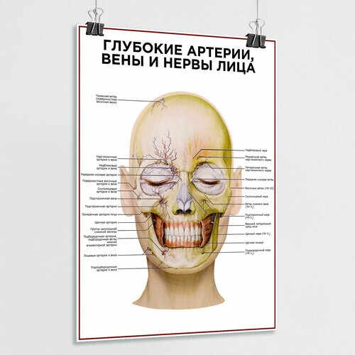 Плакат по анатомии человека "Глубокие артерии, вены и нервы лица" / ламинированный / А-1 (60x84 см.)