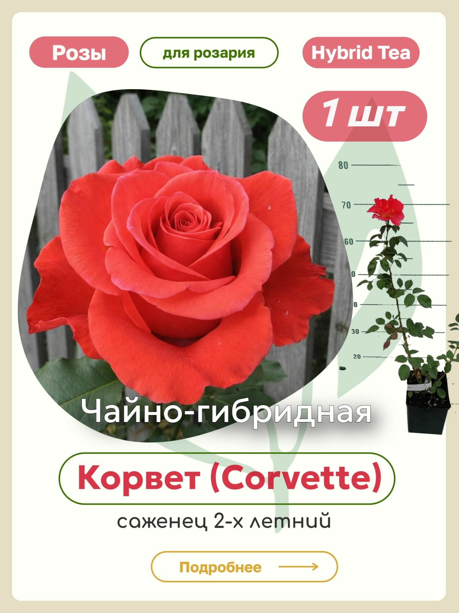 Саженцы роз Корвет (Corvette)